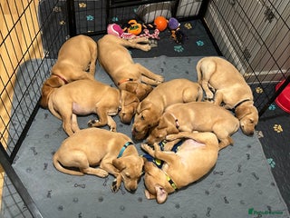 Labrador Retriever dogs - Advert 2