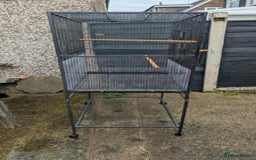 Ringnecks birds for sale: Ringnecks x2 Female's + Large cage - Image 6