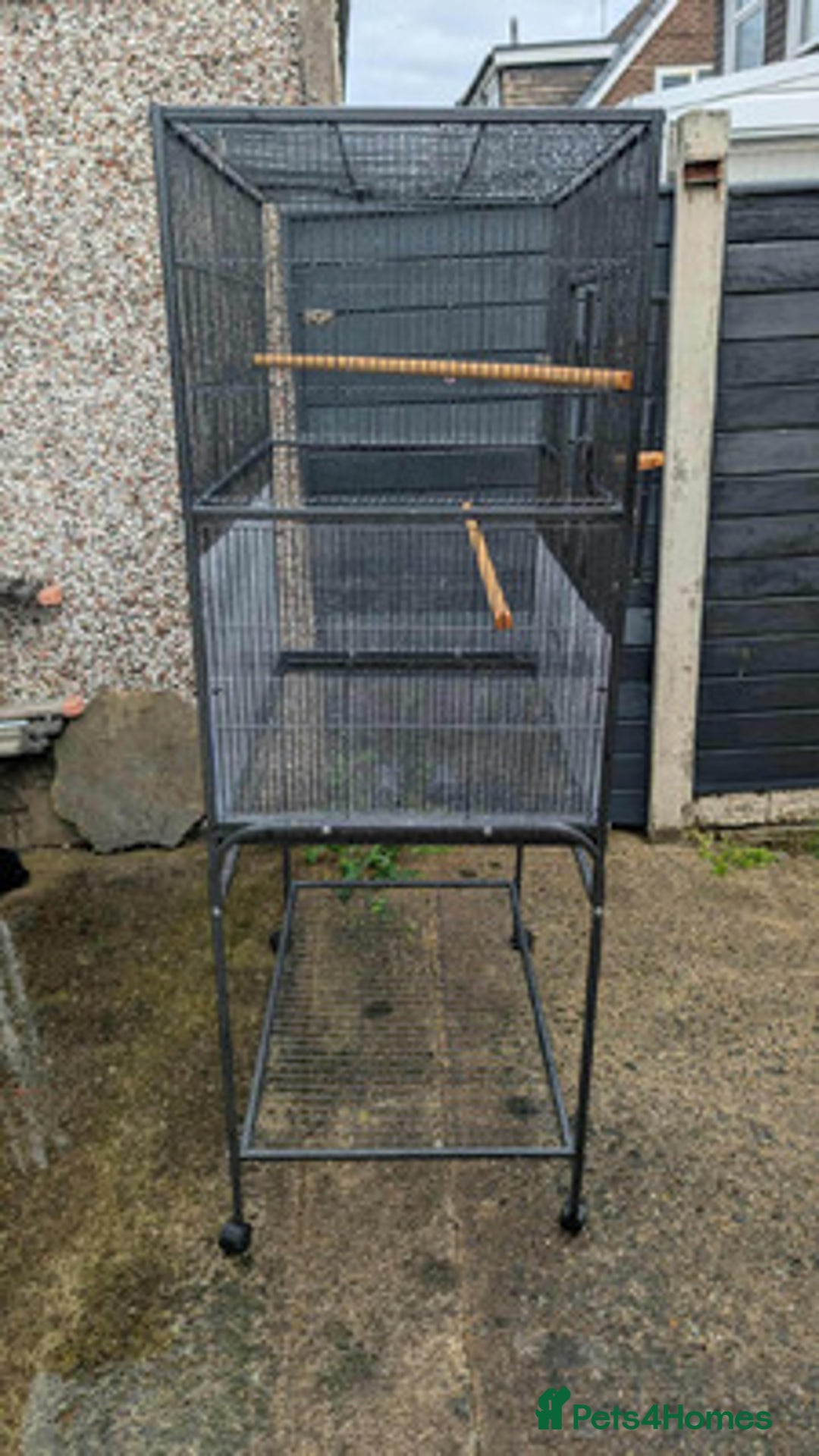Ringnecks birds for sale: Ringnecks x2 Female's + Large cage - Image 6