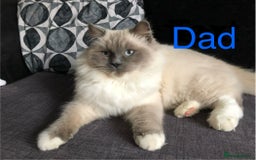 Ragdoll cats for sale: Ragdoll x persian F1b - Image 5