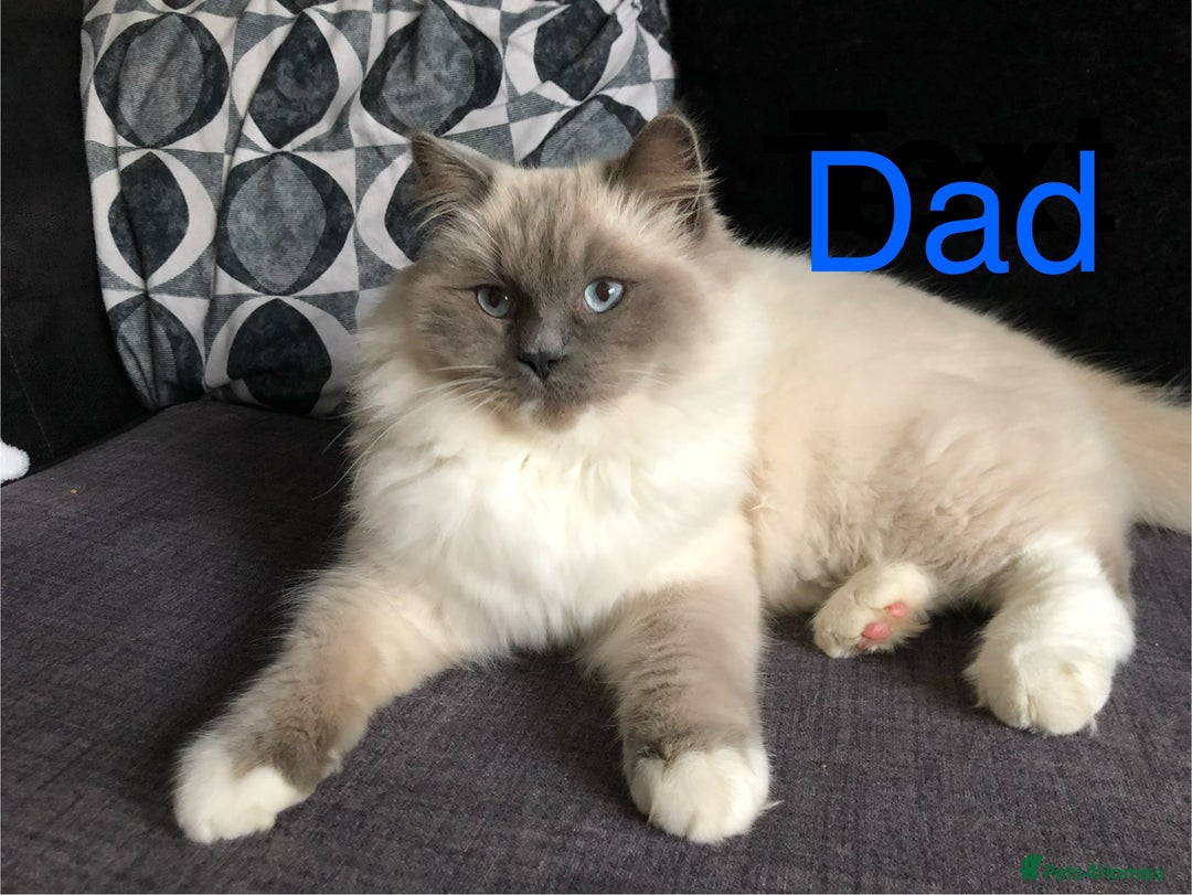 Ragdoll cats for sale: Ragdoll x persian F1b - Image 5
