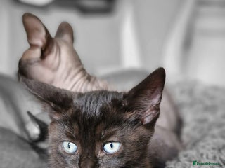 Sphynx cats - Advert 2