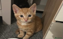 Mixed Breed cats for sale: Beautiful kittens ❤️ - Image 1