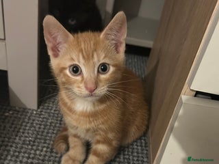 Mixed Breed cats for sale - Advert 1