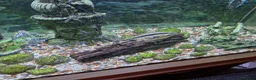 Plecos fish for sale: Aquarium established complete set-up & pleco in Bolton - Advert 5