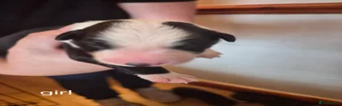 Border Collie 5