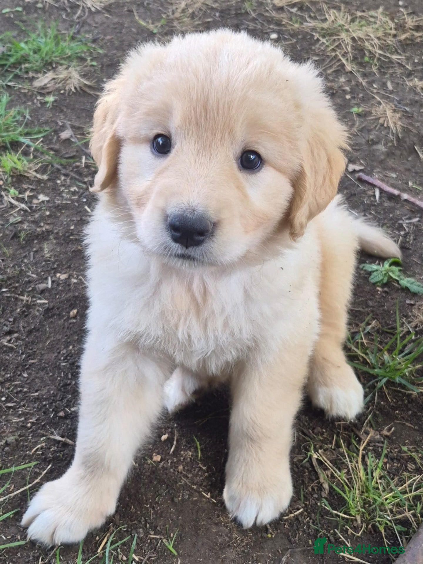 Mixed Breed dogs Golden Pyrenees- Golden Retriever x Pyrenean - Advert 2