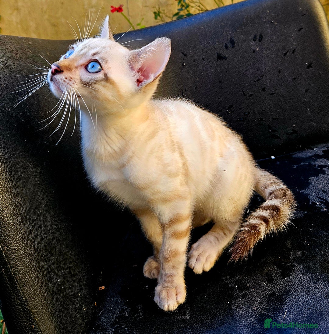 Bengal cats for sale: Bengal kittens  - Advert 5