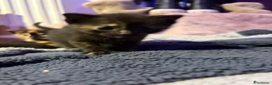 Domestic Shorthair 4