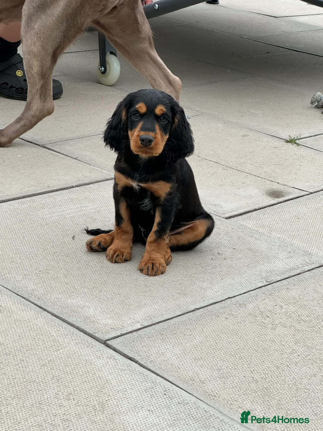 Cocker Spaniel dogs for stud: KC REGISTERED WORKING COCKER SPANIEL STUD - Advert 10