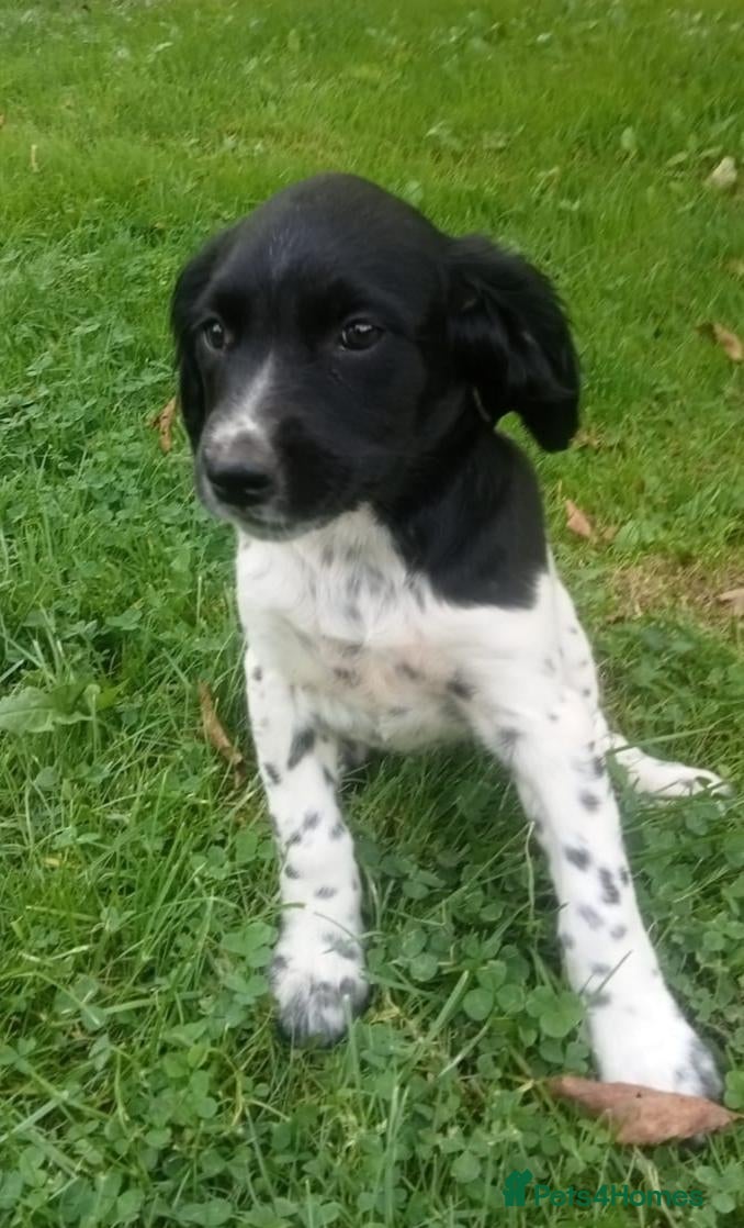 Mixed Breed dogs Rare English Springer X Brittany Spaniels  - Advert 2