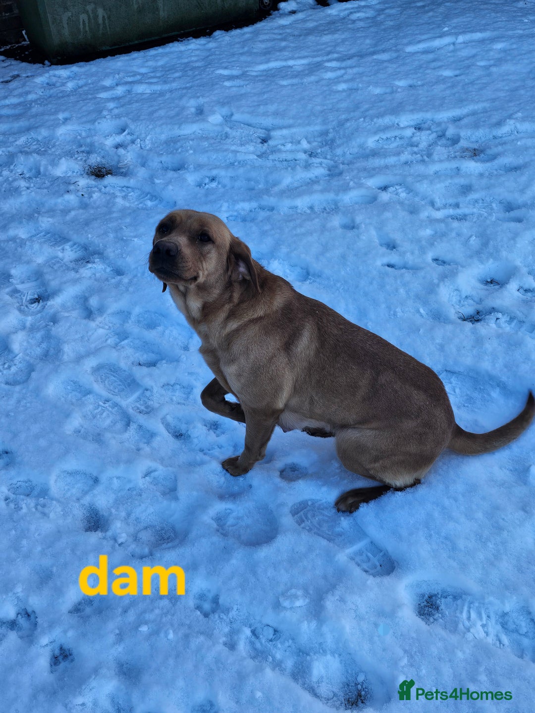 Labrador Retriever dogs for sale: Labrador pups  - Advert 3