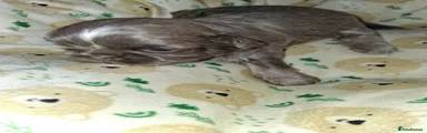 Shih Tzu 5
