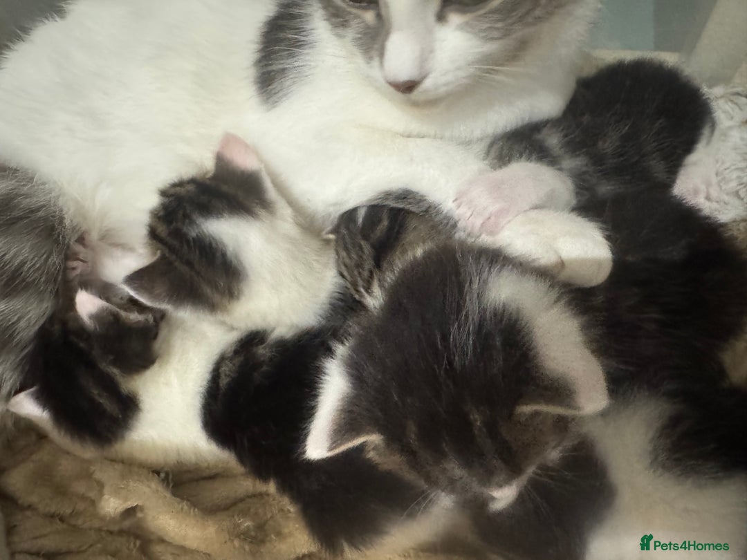 Domestic Shorthair cats for sale: 7 kittens ready 22nd November  - Image 7