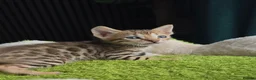 Bengal cats for sale: Outstanding rosetted brown bengal girls and boys🔥 - Advert 17