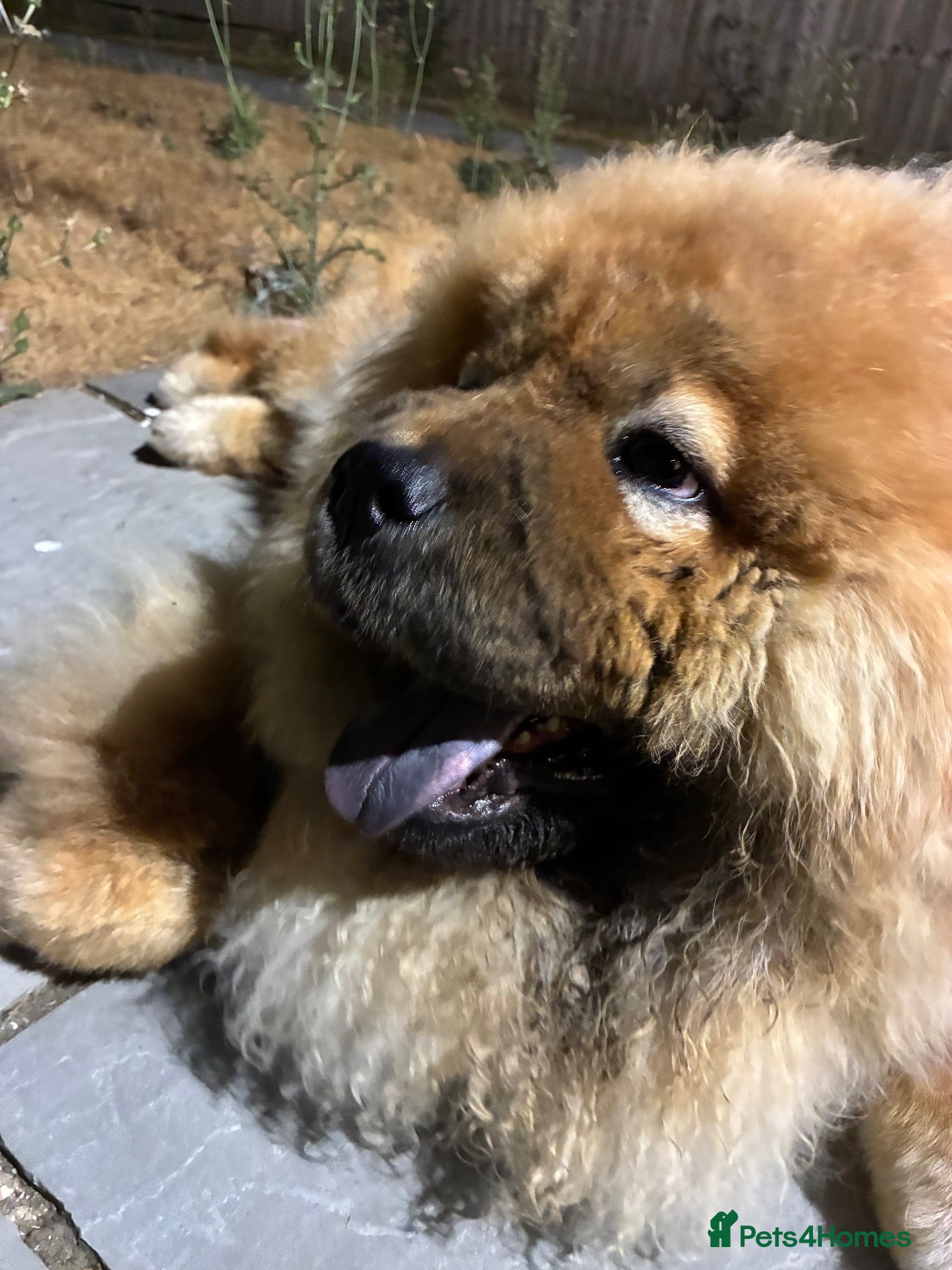 Chow Chow dogs Beautiful light golden/fawn Chow Chow - Advert 1