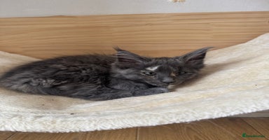 Maine Coon cats in Cardiff - Advert 1