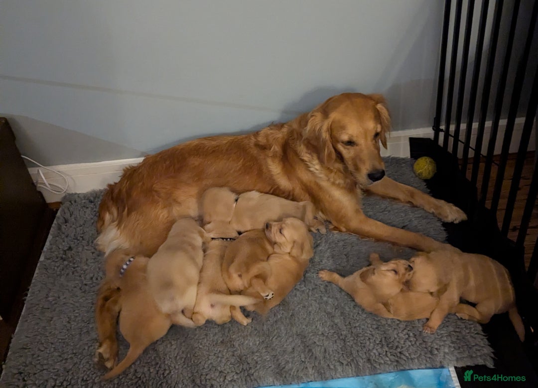 Golden Retriever dogs for sale: Golden Retiever Puppies   - Image 17