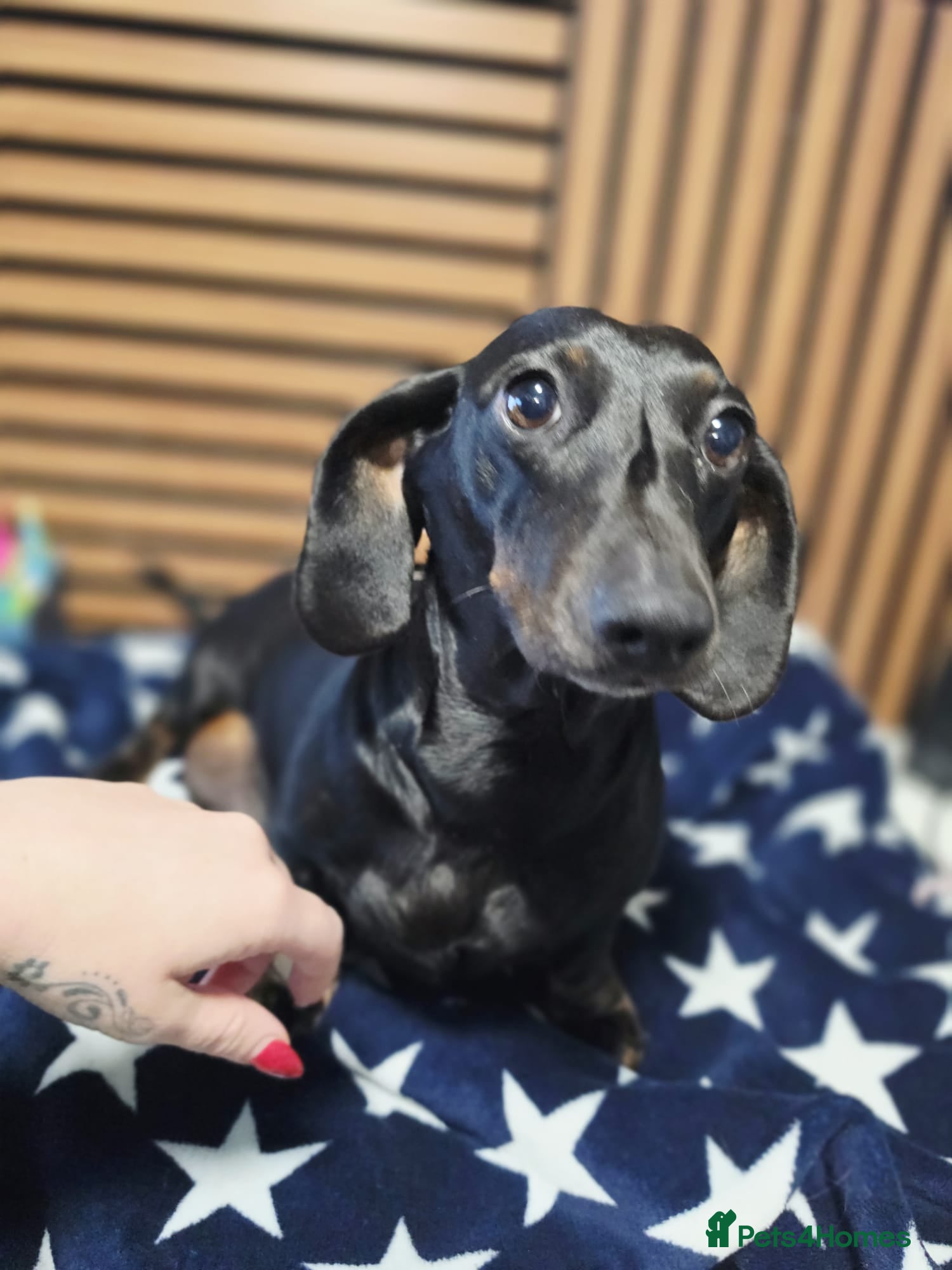 Dachshund dogs 6 Beautiful Dachshunds pups - Advert 1