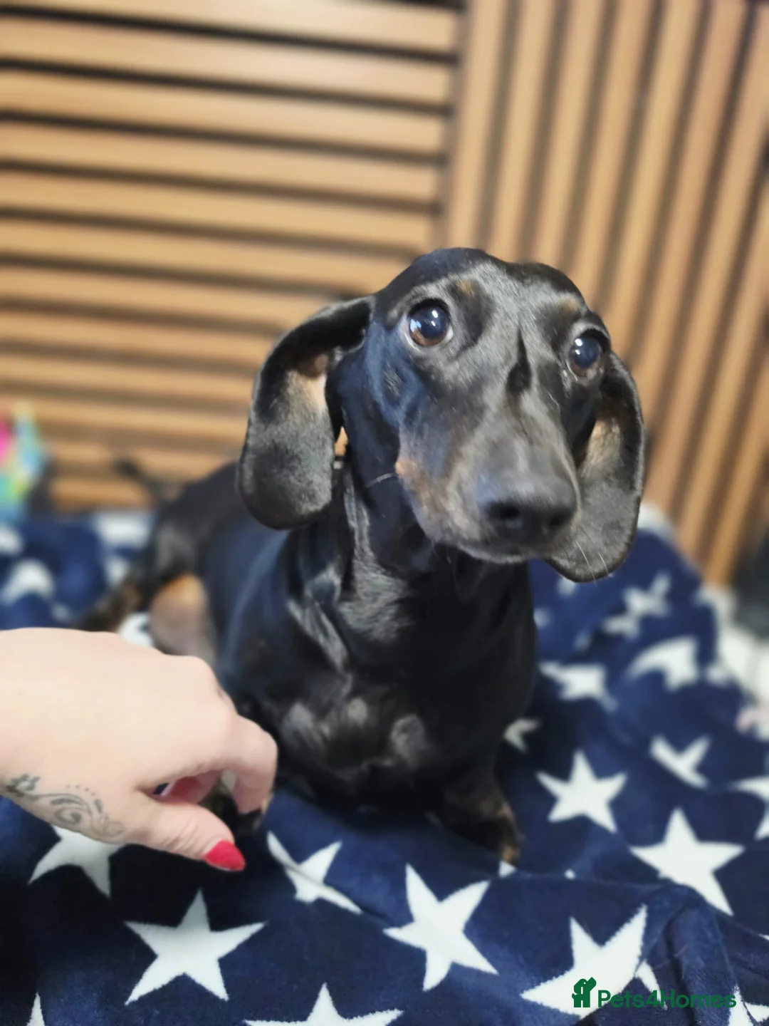 Dachshund dogs for sale: 6 Beautiful Dachshunds pups - Advert 1