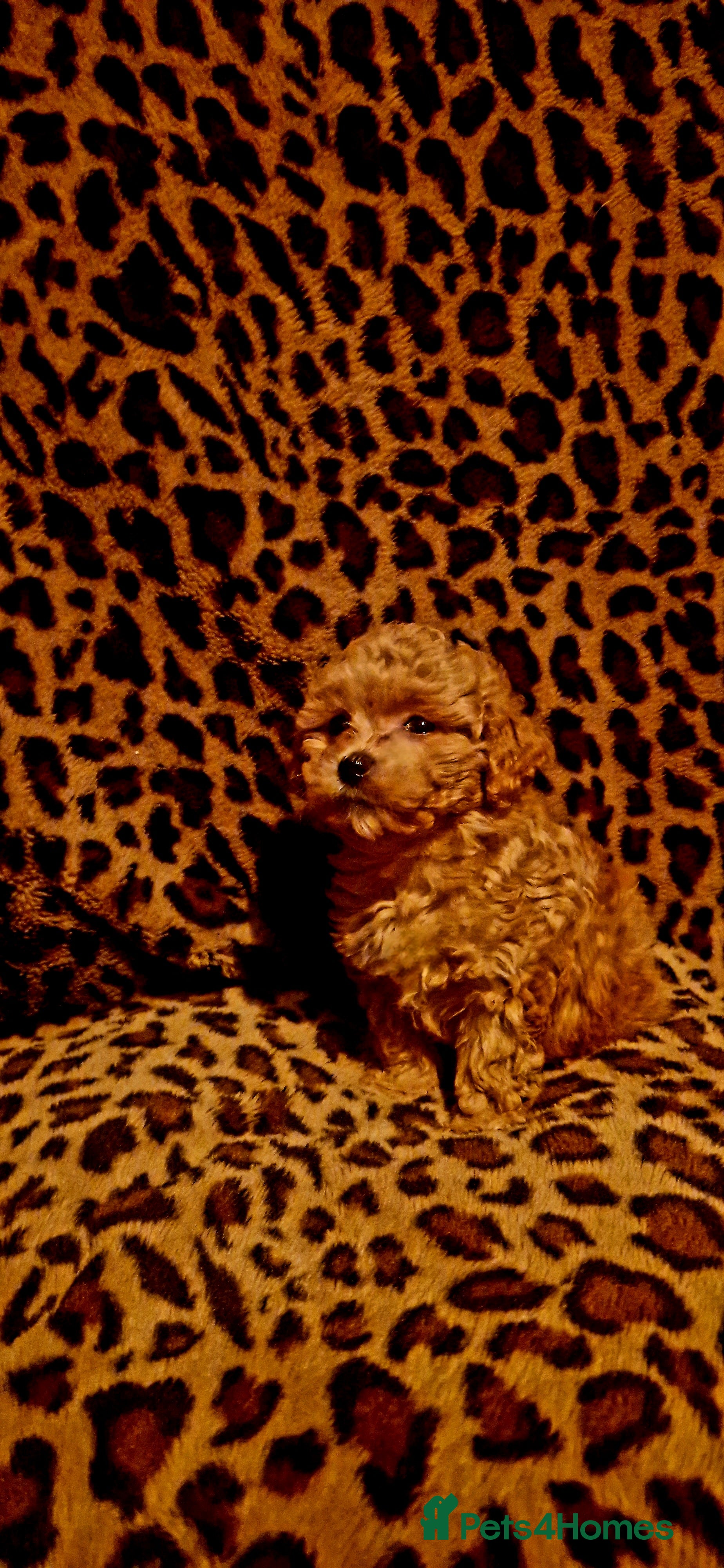 Maltipoo dogs Female Maltipoo - Advert 18