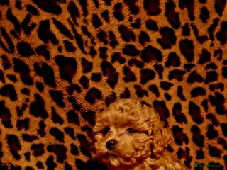 Maltipoo dogs Female Maltipoo - Advert 18