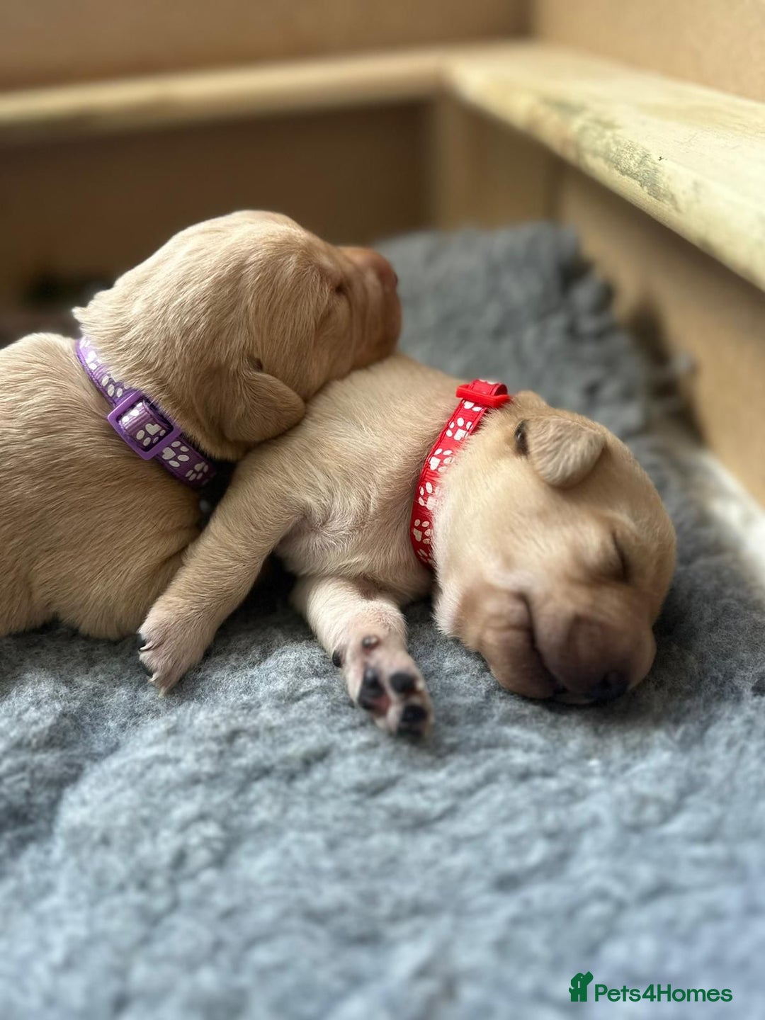 Labrador Retriever dogs for stud: Stunning, well proven KC fox red Lab for stud. in St Albans - Advert 8