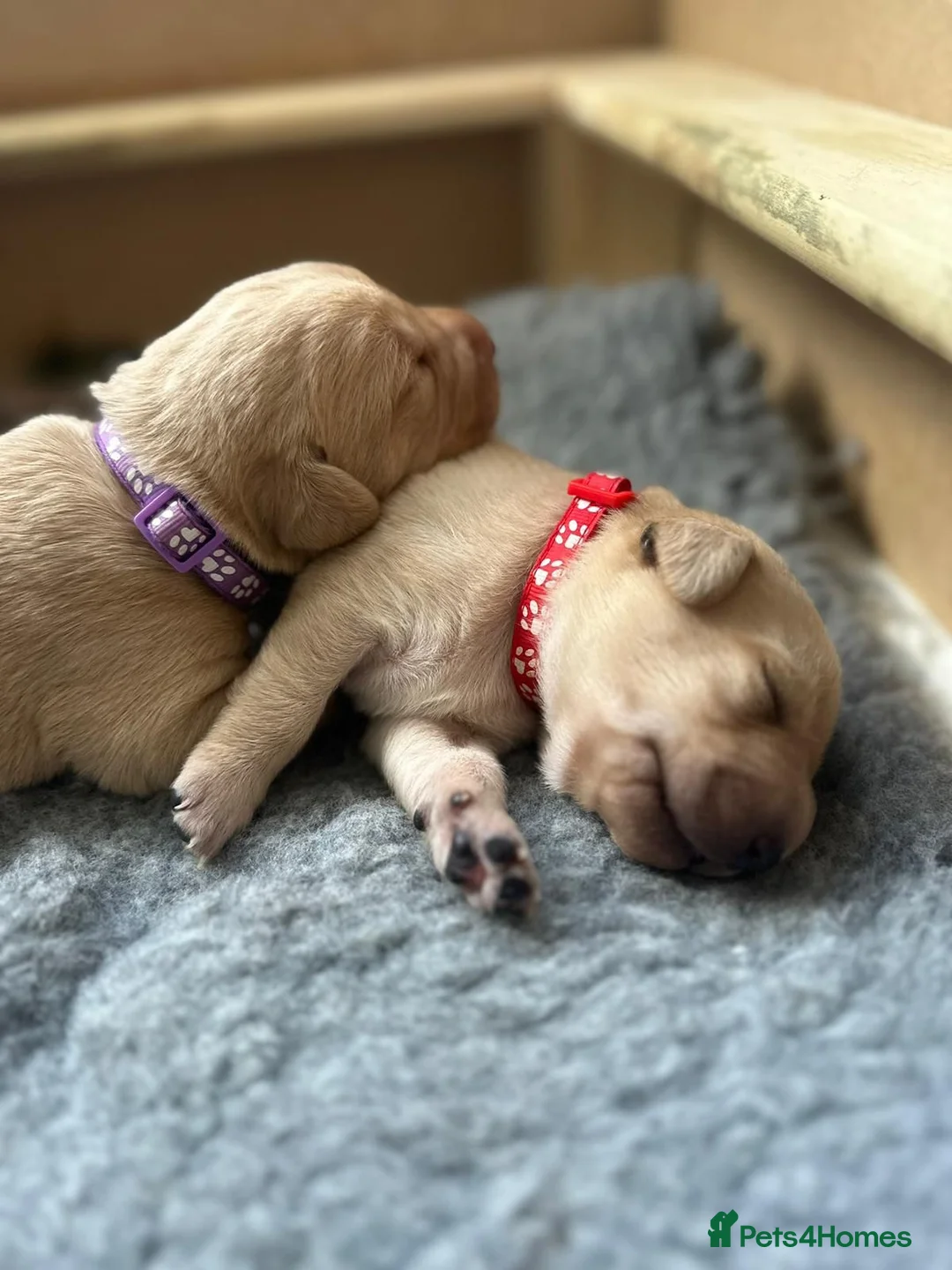 Labrador Retriever dogs for stud: Stunning, well proven KC fox red Lab for stud. in St Albans - Advert 8