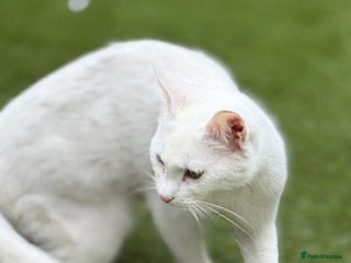 Mixed Breed cats Kittens - Advert 1