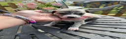 Whippet dogs for sale: Stunning whippet pups  - Advert 10