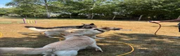 German Shepherd dogs for sale: Apricot/Cream GSD FEMALE  - Advert 17