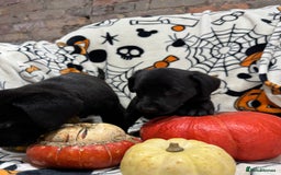 Labrador Retriever dogs for sale: Labrador pups - Image 12