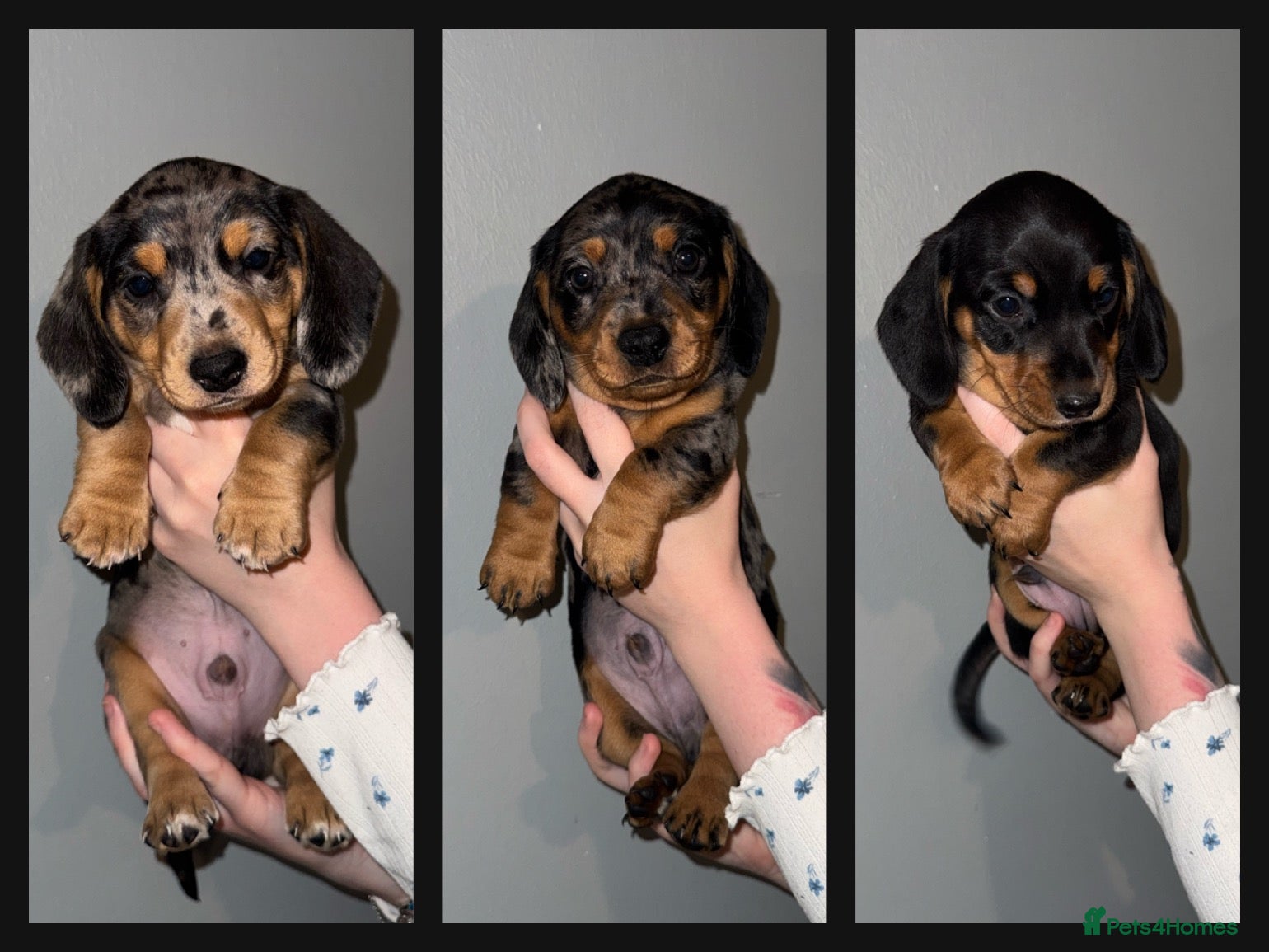 Miniature Dachshund dogs Dachshund Puppies - Advert 14
