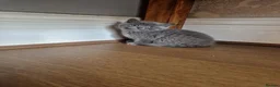 British Shorthair cats for sale: British shorthair blue BSH kittens - Advert 36