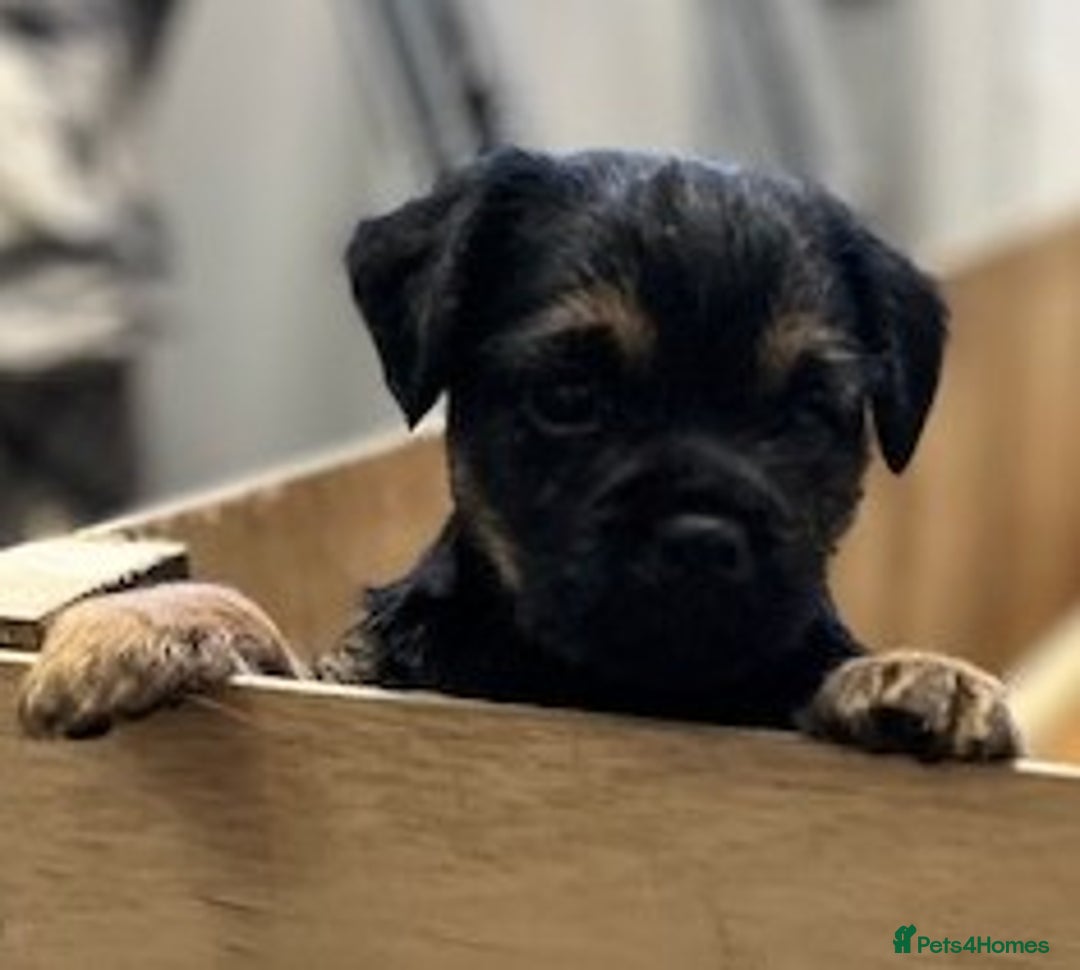 Border Terrier dogs for sale: 2 Beautiful Border Terrier Bitches - NOW RESERVED - Advert 8