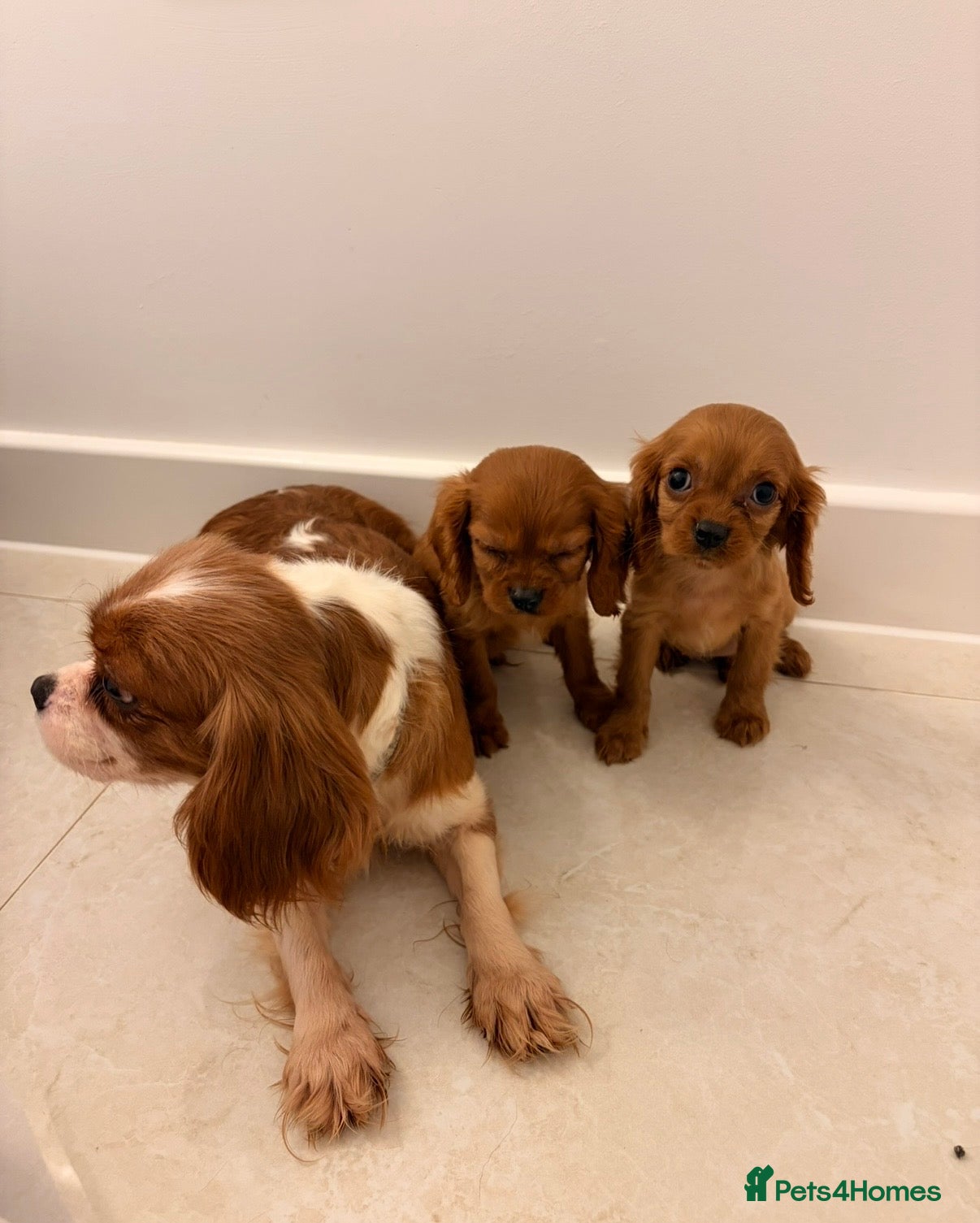 Cavalier King Charles Spaniel dogs KC registered King Charles cavalier spaniel  - Advert 6