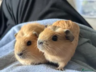 Guinea Pig rodents Lovely pair of sisters - Advert 7
