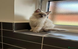 Ragdoll cats for sale: 2 Adorable Bluepoint boy Kittens left!  - Image 15