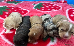 Cockapoo dogs for sale: Cockapoo puppies Rainbow litter  - Image 6