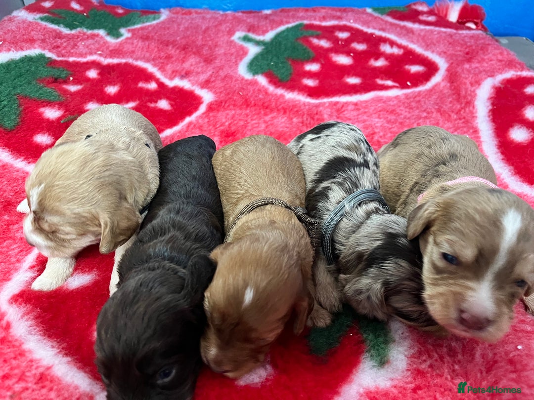 Cockapoo dogs for sale: Cockapoo puppies Rainbow litter  - Image 6