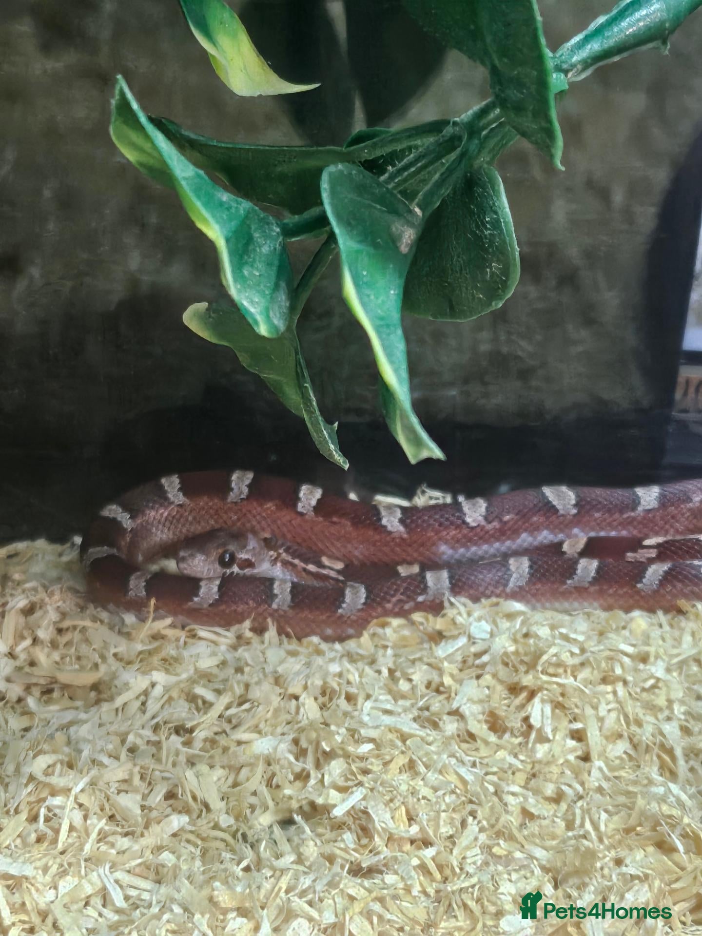 Corn Snake reptiles Pied cornsnake baby  - Advert 11