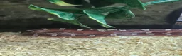 Corn Snake reptiles for sale: Pied cornsnake baby  - Advert 3