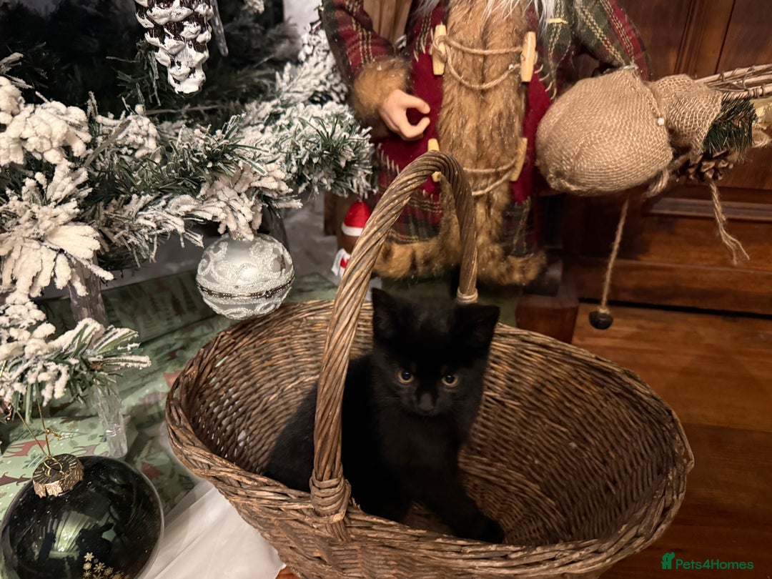 Mixed Breed cats for sale:  **  kittens for Sale  - Advert 10