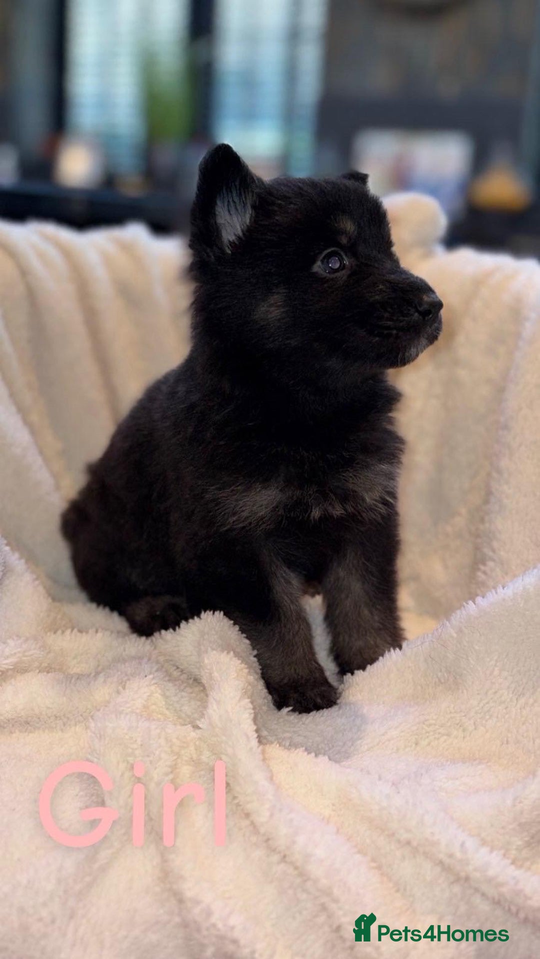 German Shepherd dogs for sale: 10 beautiful German shepherd puppies for sale  - Advert 8