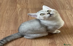 British Shorthair cats for sale: Gorgeous British Longhair & Shorthair Kittens - Image 22
