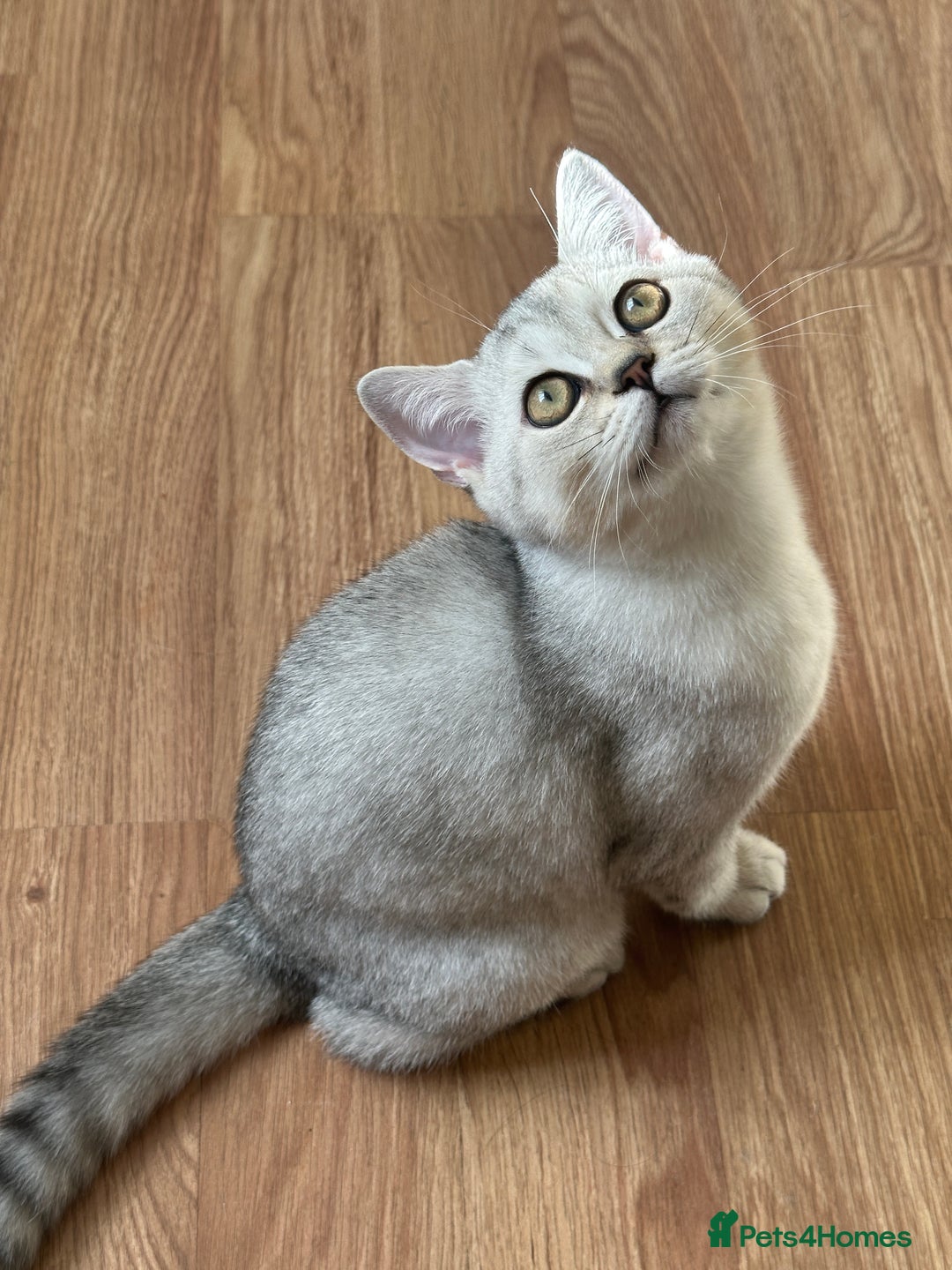 British Shorthair cats for sale: Gorgeous British Longhair & Shorthair Kittens - Image 22