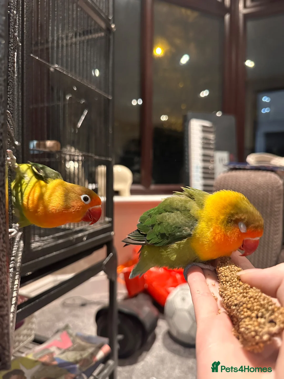 Lovebirds birds for sale: Lovebirds for sale in Worthing - Advert 4