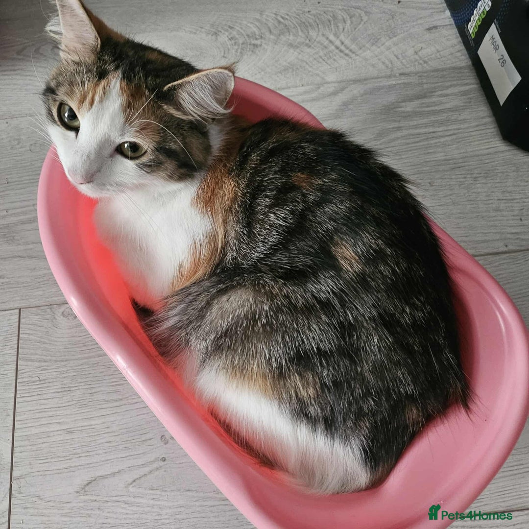 British Shorthair cats for sale: Friendly cats  - Advert 2