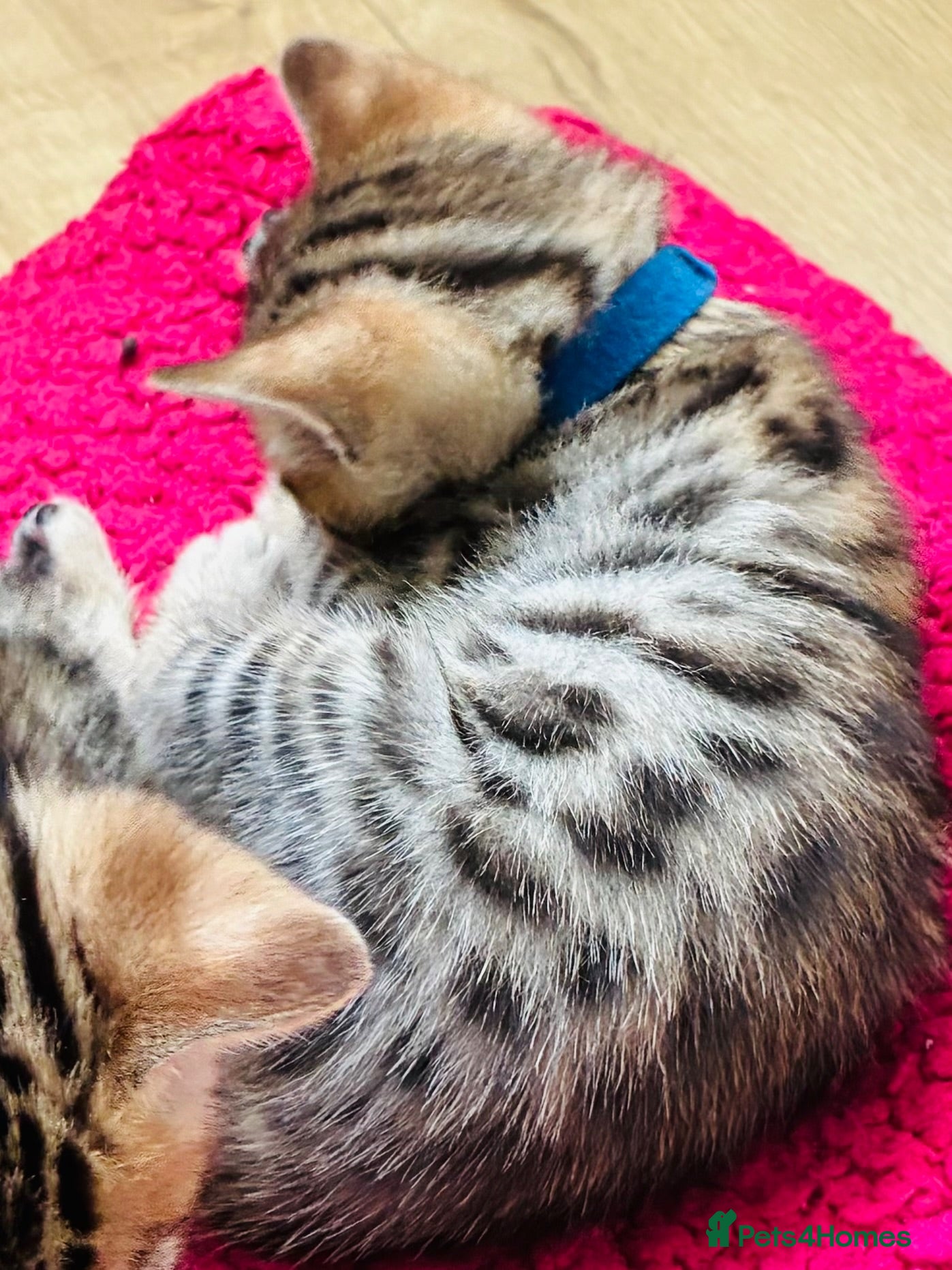 Bengal cats Stunning Bengal Kittens  - Advert 2