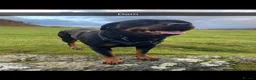 Rottweiler dogs for sale: Champion bloodline KC Rottweiler puppies  - Advert 5